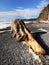 Sea Beach Tree Trunks Oregon, West Coast America, Tourist Attraction