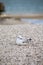 Sea. Beautiful seascape. Seagulls on the sea.