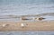 Sea. Beautiful seascape. Seagulls on the sea.