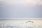 Sea. Beautiful seascape. Seagulls on the sea