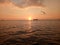 Sea bird boat cruise sunset clouds Sundays infinity