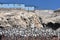 Sea bird colonies and Guano seabird dropping storage buildings on the Islas Ballestas. Paracas, Peru