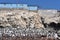 Sea bird colonies and Guano seabird dropping storage buildings on the Islas Ballestas. Paracas, Peru