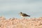 Sea bird in Daymaniyat Islands