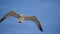 Sea bird in flight. Seagull against the blue sky