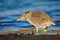 Sea bird. Heron sitting on the rock cost. Heron sitting on the stone. Night heron, Nycticorax nycticorax, grey water bird sitting