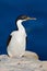 Sea bird, Imperial Shag, Phalacrocorax atriceps, walking on the yellow lichen rock, dark blue sea in background, detail portrait o