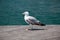 Sea bird seagull