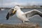 Sea bird seagull