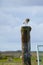 Sea bird seitting on a wooden column