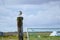 Sea bird seitting on a wooden column