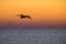 Sea Bird Soaring above the Ocean and Silhouetted Against the Sunrise