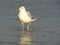 Sea bird wading in the surf