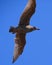 Sea bird, young Herring Gull