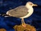 Sea bird, young Herring Gull