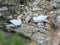 Sea birds at Bempton bird Sanctuary