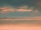 Sea birds on boulder sticking out from smooth wavy sea. Evening wavy ocean. Dark horizon with the last sun rays. Soft focus