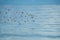 Sea Birds flying in a Flock over ocean