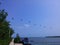 Sea birds flying in linear formation over sea and small boats anchored to a pier