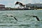 Sea birds landing in the water near the boat