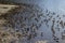 Sea Birds lining the shore on Tomales bay