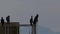 Sea birds perched on a wooden structure