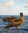 Sea birds on the railing of the yacht.