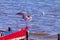 Sea birds on Rio de Janeiro lakes region.
