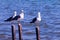 Sea birds on Rio de Janeiro lakes region.