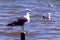 Sea birds on Rio de Janeiro lakes region.