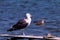 Sea birds on Rio de Janeiro lakes region.