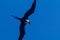 Sea birds on Rio de Janeiro lakes region.