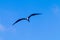 Sea birds on Rio de Janeiro lakes region.