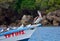 Sea birds on Tobago.