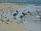 Sea birds of Tybee Island