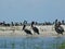Sea birds of Tybee Island