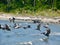 Sea birds of Tybee Island