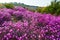 The sea of blooming azalea hillside