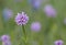 Sea Blush Plectritis congesta, Cowichan Valley, Vancouver Island, British Columbia