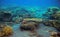 Sea bottom with coral reef. Tropical seashore inhabitants underwater photo.