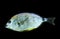 Sea bream (Gilthead, Sargus annularis) from the Crimea