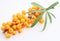 Sea buckthorn