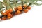 Sea-buckthorn