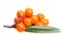 Sea buckthorn