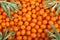 Sea buckthorn. Background of ripe fresh berries with leaves. Top view