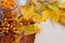 sea-buckthorn berries and autumn leaves, alternative medicine