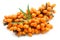 Sea buckthorn berries branch