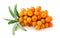 Sea buckthorn berries branch