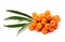 Sea buckthorn berries branch