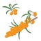 Sea buckthorn berries on a branch with leaves. Vector illustration.
